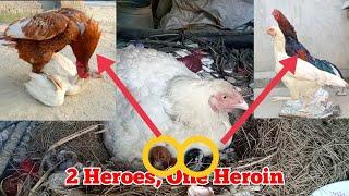 Hen Hatching Eggs  Chicken Reproduction Process  Hen Egg Hatching  White Aseel Hen Harvesting egg