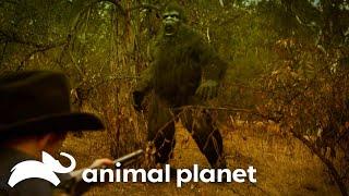 Finding Bigfoot FOOTPRINTS    Finding Bigfoot  Animal Planet