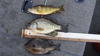 Crappie and Bluegill Differences plus super fast cleaning