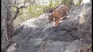 Tiger attack Monkey Live......