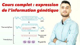 Cours complet  expression de l’information génétique