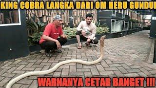 Golden King Cobra A gift from Heru Gundul for Garagas mate