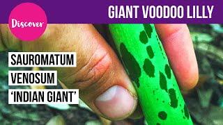 Giant Voodoo Lilly -Sauromatum venosum Indian Giant - Tropical style plants