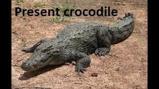 The Evolution of Crocodile