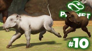 Making Albino Babas - Planet Zoo  Ep10 HD