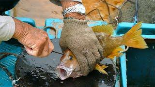 Amazing Cutting Live Fish at Sai Kung Seafood Market in Hong Kong