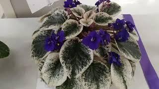 Central Florida African Violet Show 2019 and a Haul