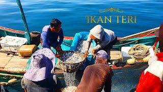 Penangkapan Ikan Teri Menggunakan PUKAT CINCIN