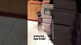 Young Dog New Trick