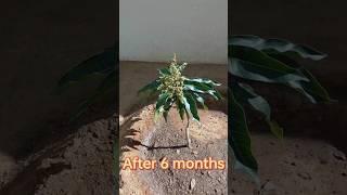 Grafting hack no. 7 mango plant Grafting