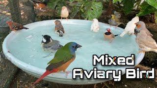 Mixed Aviary Birds - Canary Goldfinch Diamond Firetail Finch Cuban Finch Zebra and More