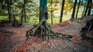 Herbstfarben und skuriose Baumwurzeln