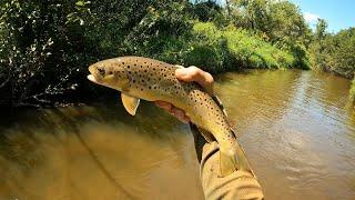 Wisconsin Trout Fishing - 882024