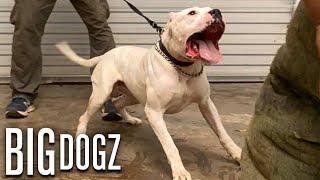 Dogo Argentinos - The Fearless 100lb Guard Dogs  BIG DOGZ