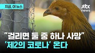 사망률 50% 제2 코로나…조류인플루엔자 대유행?｜지금 이 뉴스