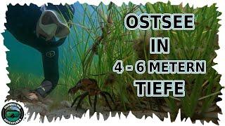 Schnorcheln in der Ostsee  •  Abtauchen in 4 - 6 Metern Tiefe • mit Krabbe und Seenadel
