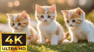 Baby Animals 4K  Relaxing Music With Beautiful Baby Animals Heals the Mind Body and Soul