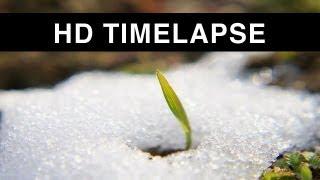 Time lapse of Snow melting HD