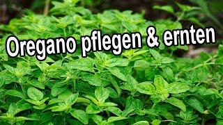 Oregano pflegen und ernten - Oregano Standort Gießen Düngen Schneiden Überwintern Ernte