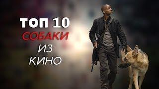 ТОП-10  СОБАКИ ИЗ КИНО