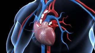 How does human circulatory system work – 3D animation – in English