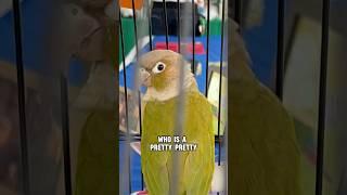 We met Angus the Dancing Conure Parrot #birds