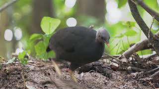 Micronesian Megapode digs her nest in sand mound