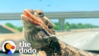 Bearded Dragon Comes Running When His Mom Calls Him  The Dodo Soulmates