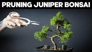 Itoigawa Juniper Bonsai - Pruning and Shaping Ideas