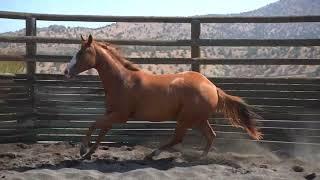 Martini Talker 2023 Sorrel Mare Sired by Smooth Talkin Style