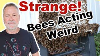 Beekeeping  Are You Seeing This Strange Behavior With Your Bees?