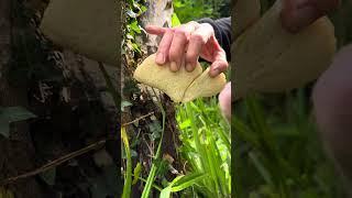 The Dryads Saddle a lovely edible when young with no toxic lookalikes. #mushroom  #foraging #fungi