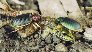 ЖУЖЕЛИЦЫ В ДЕЛЕ Эти маленькие агрессивные и голодные жуки нападают на всех
