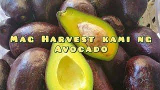 Magharvest kami ng avocado 