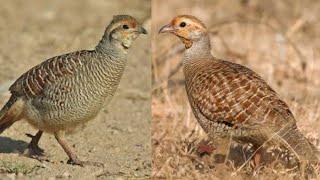 10 min teetar ki Awaz jungle Partridge sounds Francolin voice #teetar #birds #sounds #voice