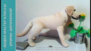 Лабрадор - собака Путина ч.1. Labrador is Putins dog р.1.  Amigurumi. Crochet.  Амигуруми.