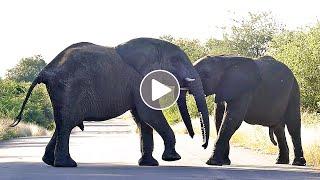 Elephants Having Fun Sparring