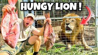 FEEDING MASSIVE FISH TO HUNGRY LION PRIDE  LIONS TIGERS CROCODILES