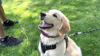 Franklin the Dog Making New Home and New Friends at WPI