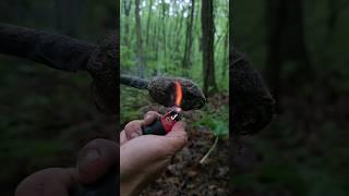 Making a Cook StoveTorch with Pine Resin aka sap and Cattail Fluff