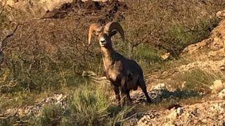 Slate canyon trail Provo Utah. My bighorn sheep experience.