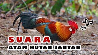 Suara Ayam Hutan Pikat Jantan