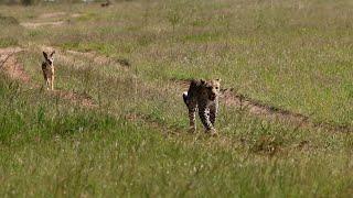 Leopard chases after jackal and then runs away from it