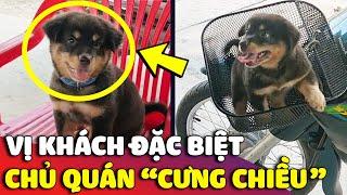 Cưng xỉu với VỊ KHÁCH BỐN CHÂN ngày nào cũng được bà chủ quán cà phê đón tiếp nhiệt tình   Gâu Đần