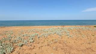 Serene Sleep on the Seashore the Sound of Waves and Birdsong