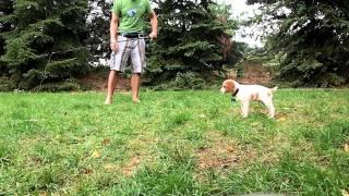 7 week old Brittany Spaniel pointing a pheasant wing