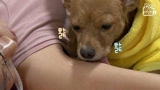 겨드랑이 무슨 맛으로 핥는거야?  Dog Is Obsessed with Licking Owner’s Armpit