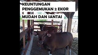 MODAL DAN KEUNTUNGAN PENGGEMUKAN SAPI 2 EKOR