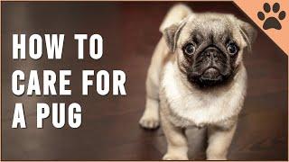 How To Care For A Pug  Dog World