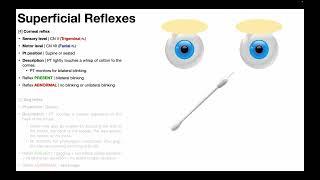 Corneal Reflex  Procedure & Results Interpretation